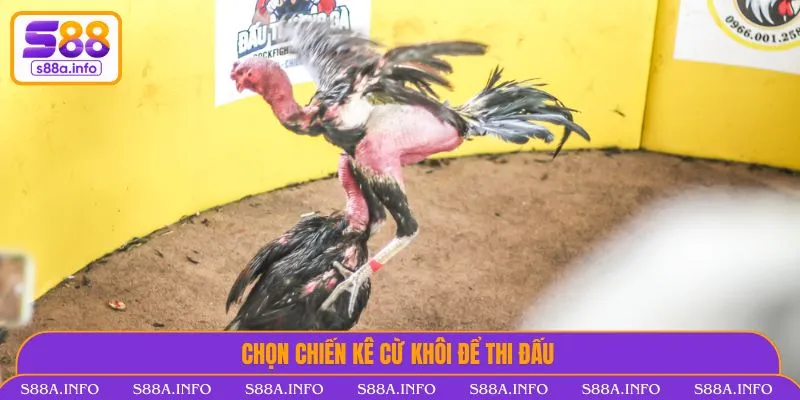 Đá Gà Thomo Là Gì? Luật Chơi & Kinh Nghiệm Không Thể Bỏ Lỡ Chọn chiến kê cừ khôi để thi đấu