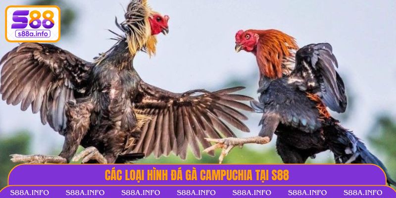 Đá Gà Campuchia Trực Tuyến Tại S88VIP - Kịch Tính Từng Giây Các loại hình Đá Gà Campuchia tại S88VIP