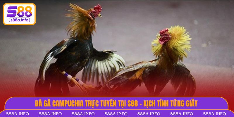 Đá Gà Campuchia