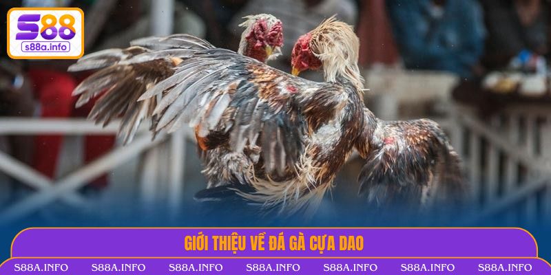 Giới thiệu về Đá Gà Cựa Dao