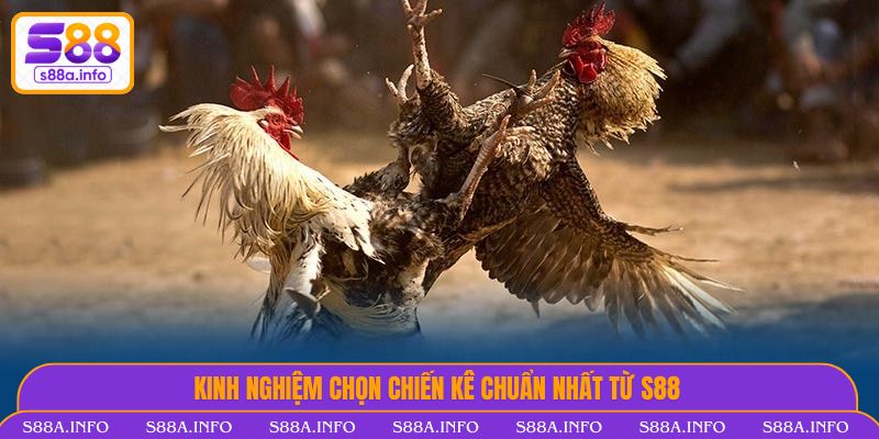 Kinh nghiệm chọn chiến kê chuẩn nhất từ S88VIP