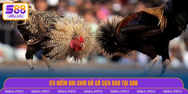 Ưu điểm khi chơi Đá Gà Cựa Dao tại S88VIP 