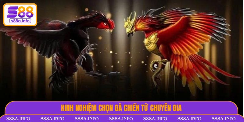 Kinh nghiệm chọn gà chiến từ chuyên gia