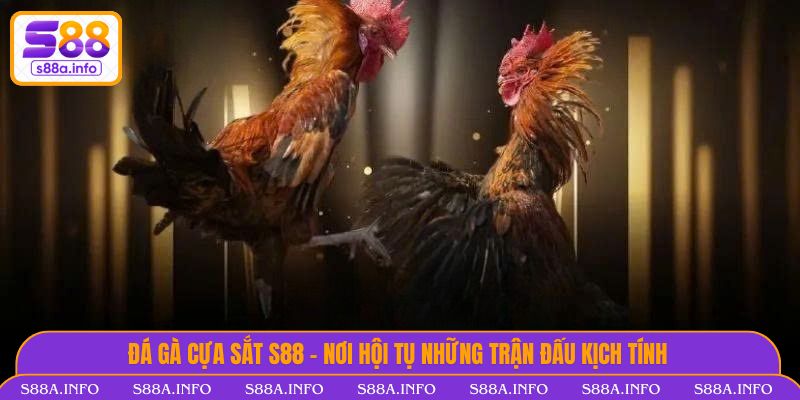 Đá Gà Cựa Sắt S88VIP - Nơi Hội Tụ Những Trận Đấu Kịch Tính Đá Gà Cựa Sắt