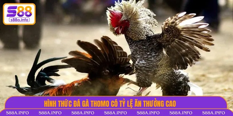Hình thức đá gà Thomo có tỷ lệ ăn thưởng cao