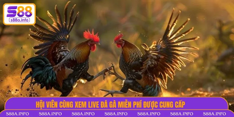 Hội viên cùng xem live đá gà miễn phí được cung cấp