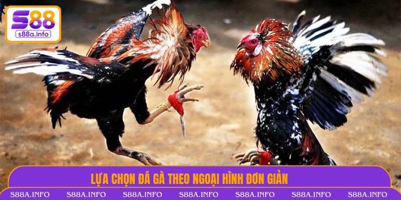 Lựa chọn đá gà theo ngoại hình đơn giản