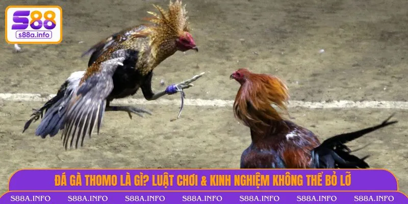 Đá gà Thomo