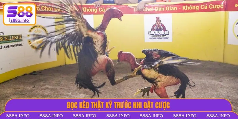 Đá Gà Thomo Là Gì? Luật Chơi & Kinh Nghiệm Không Thể Bỏ Lỡ Đọc kèo thật kỹ trước khi đặt cược