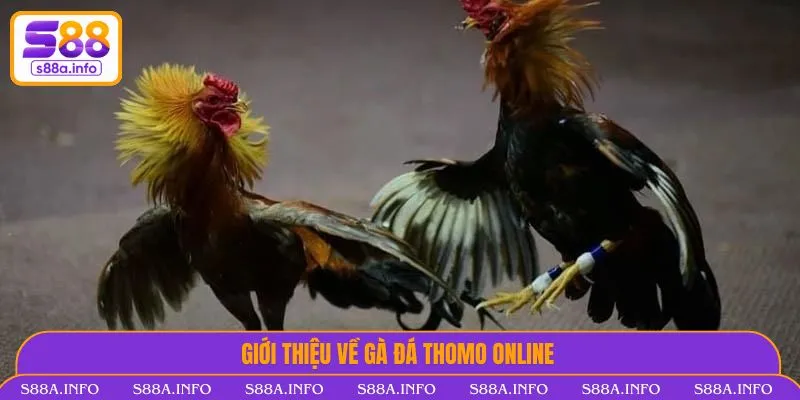 Đá Gà Thomo Là Gì? Luật Chơi & Kinh Nghiệm Không Thể Bỏ Lỡ Giới thiệu về gà đá Thomo online